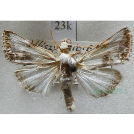 Calophasia opalina (Esper, 1793) Spain23k